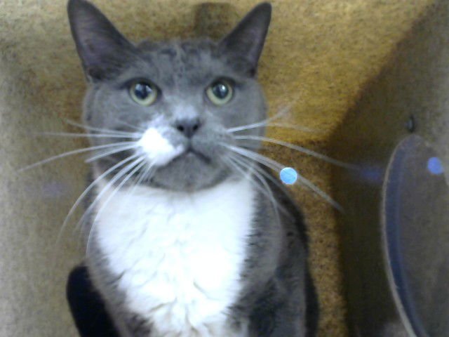 BOOTS - Domestic Short Hair available for adoption