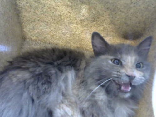 CARROTS - Domestic Long Hair available for adoption