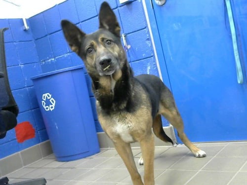 HONEYCOMB - German Shepherd Dog available for adoption