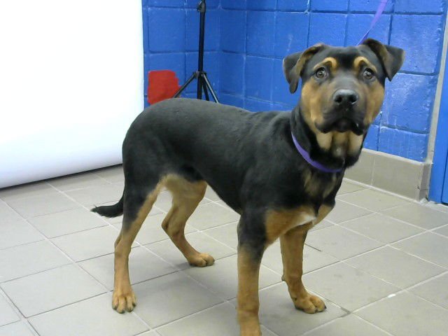 BOBBY - Rottweiler available for adoption