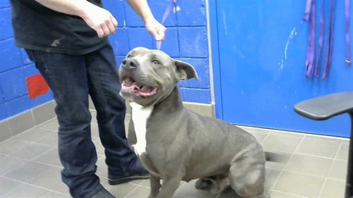GOOBER - American Pit Bull Terrier available for adoption