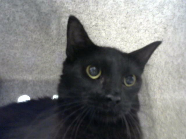 TOOTSIE Image