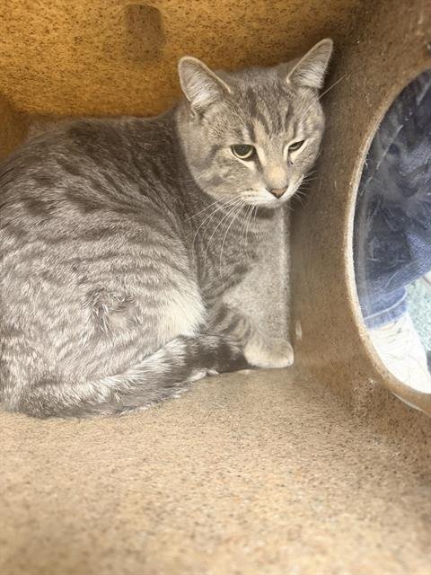 GIGI - Domestic Short Hair available for adoption