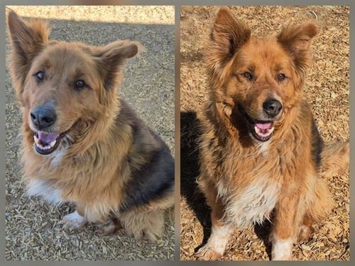 CODY - German Shepherd Dog / Australian Cattle Dog/Blue Heeler available for adoption
