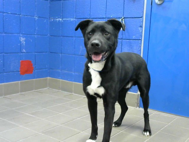 REX - Labrador Retriever / German Shepherd Dog available for adoption