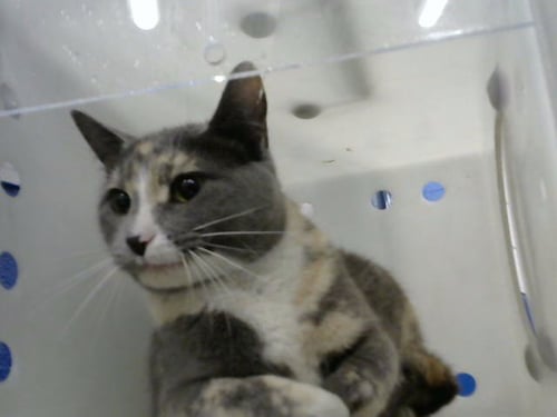 DONDA - Domestic Short Hair available for adoption