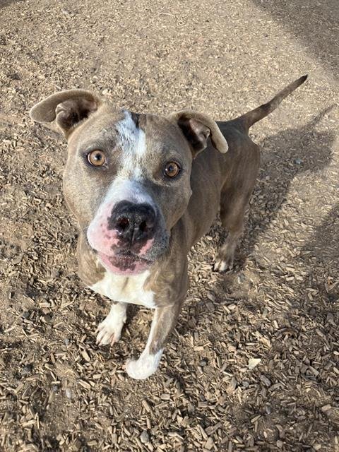 CINDY - American Pit Bull Terrier available for adoption