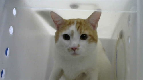 CHIBI - Domestic Short Hair available for adoption