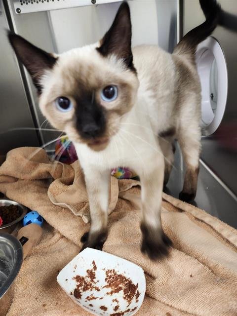 CRUMPET - Siamese available for adoption