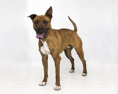 LUCKY - American Pit Bull Terrier available for adoption