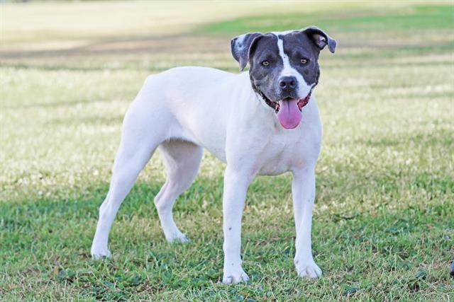 LUCY LULU Image