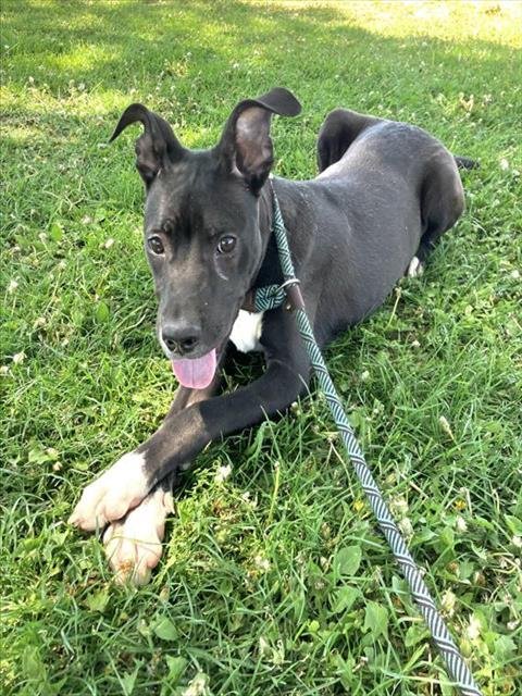 LUCY - Pit Bull Terrier available for adoption