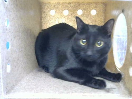 CROW - Domestic Short Hair available for adoption