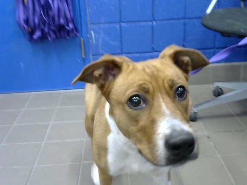 DAISY - German Shepherd Dog / Pit Bull Terrier available for adoption
