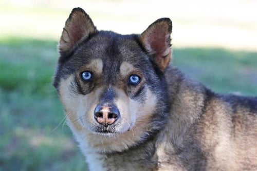 BEAR - Husky available for adoption