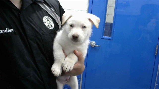 SISKA - Husky available for adoption