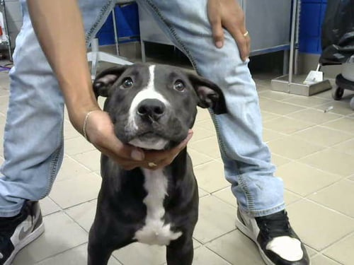 BERTHA - American Pit Bull Terrier available for adoption