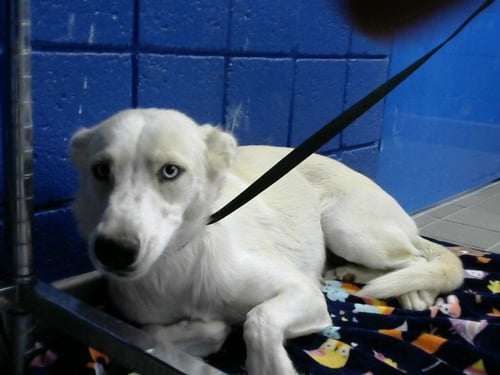 MOLLY - Siberian Husky available for adoption