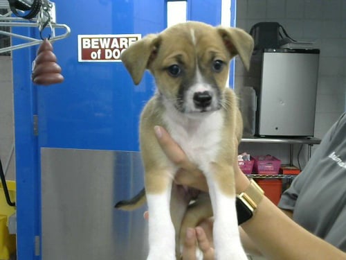 DOC - Miniature Pinscher / Pit Bull Terrier available for adoption