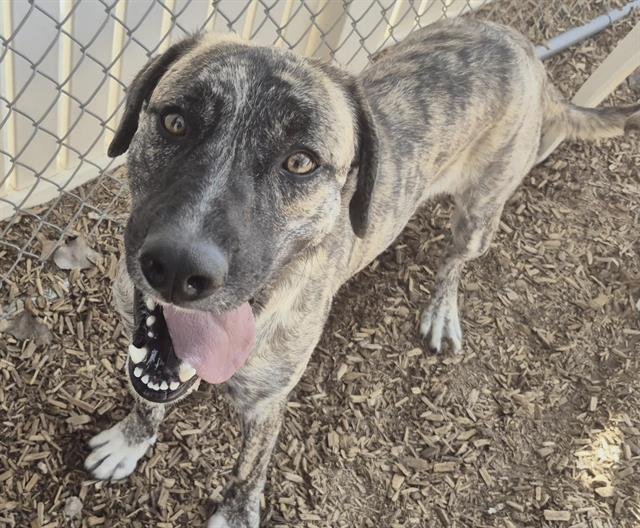 APOLLO - Australian Shepherd available for adoption