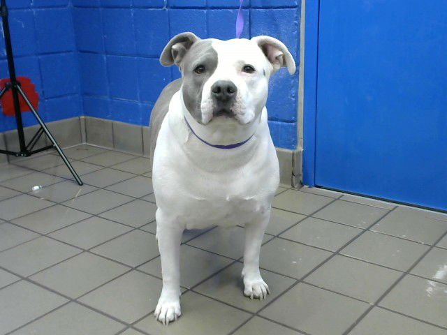 NEEDA - American Pit Bull Terrier available for adoption