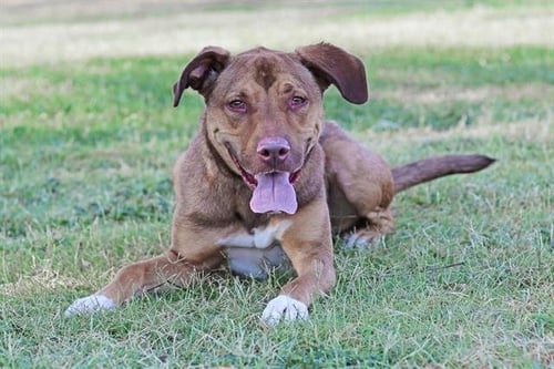 MOMO - German Shepherd Dog for adoption in Rio Rancho