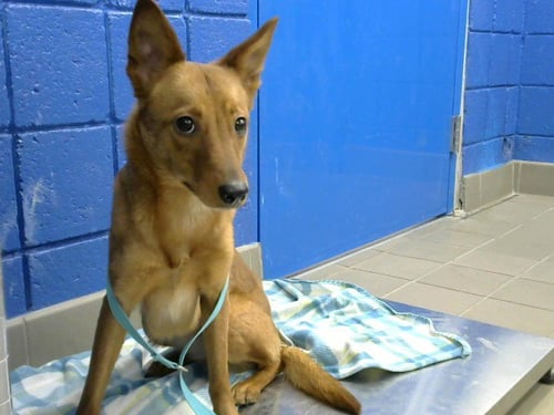 CUTESKI - German Shepherd Dog available for adoption