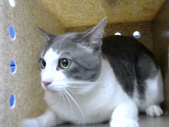 LOKI Image