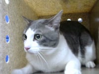 LOKI - Photo 1