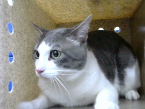 LOKI - Domestic Short Hair available for adoption