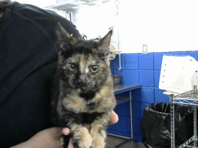 CAT WOMAN - Domestic Medium Hair available for adoption