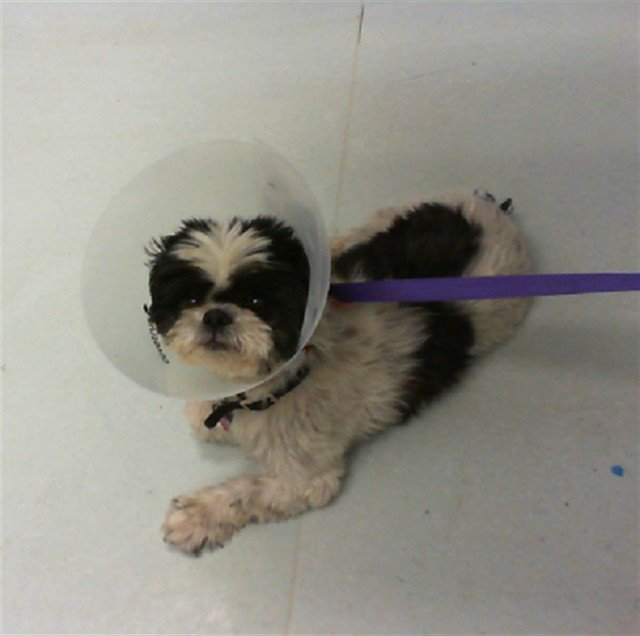 OTIS Image