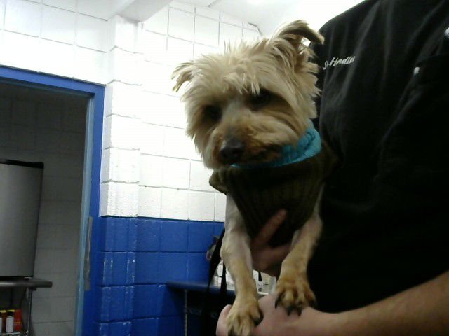ELVIS - Yorkshire Terrier Yorkie available for adoption