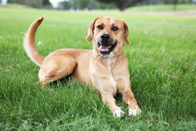 CANELO - Black Mouth Cur available for adoption