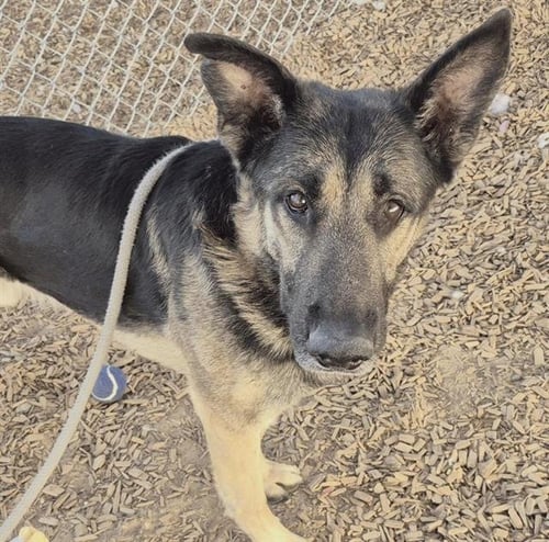 ROCKET - German Shepherd Dog available for adoption