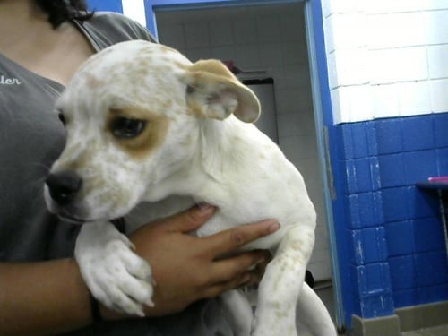 FANTASIA - Boxer available for adoption