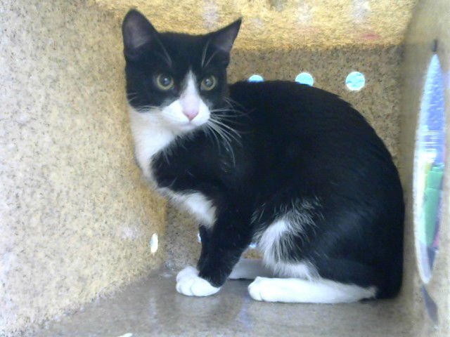 DION - Domestic Short Hair available for adoption