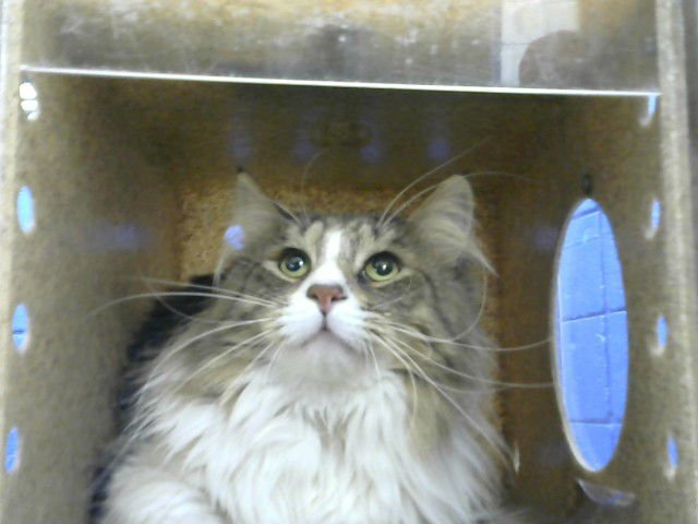 ZEUS - Domestic Long Hair available for adoption