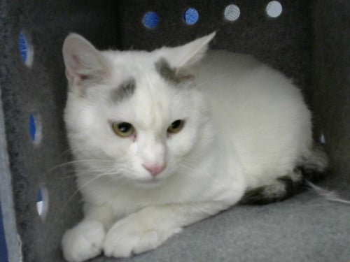 CHIPPER - Domestic Short Hair for adoption in Albuquerque