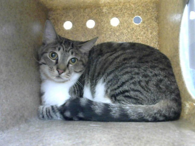 TATER TOTS - Domestic Short Hair available for adoption