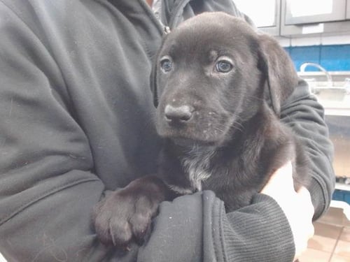 SIRIUS - German Shepherd Dog / Mastiff available for adoption