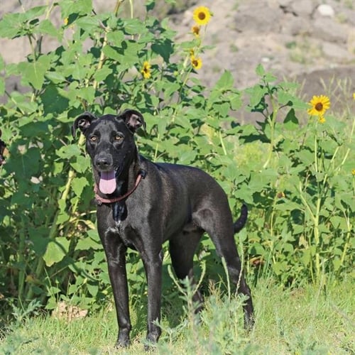 SIRIUS - German Shepherd Dog / Mastiff available for adoption