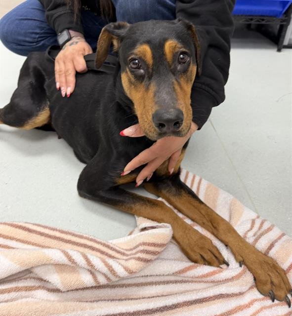 ROXANNE - Doberman Pinscher available for adoption