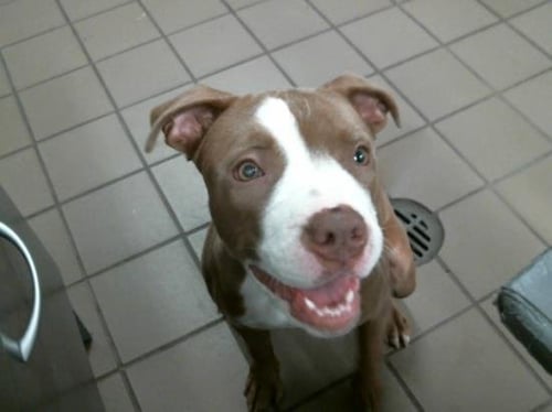 AZIELA - American Pit Bull Terrier available for adoption