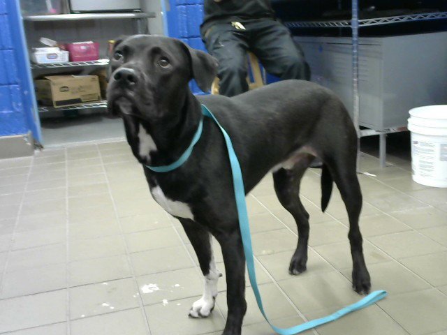LOKI Image