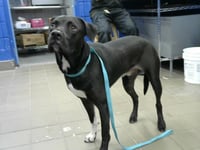 LOKI - Photo 1