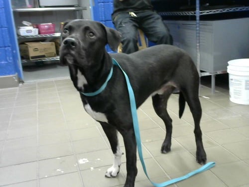 LOKI - American Pit Bull Terrier / German Shepherd Dog available for adoption