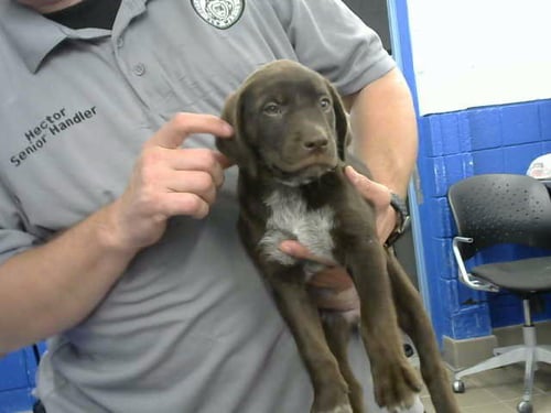 BASIL - Labrador Retriever available for adoption