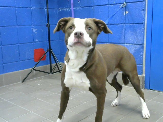 LEIA - Australian Cattle Dog/Blue Heeler available for adoption