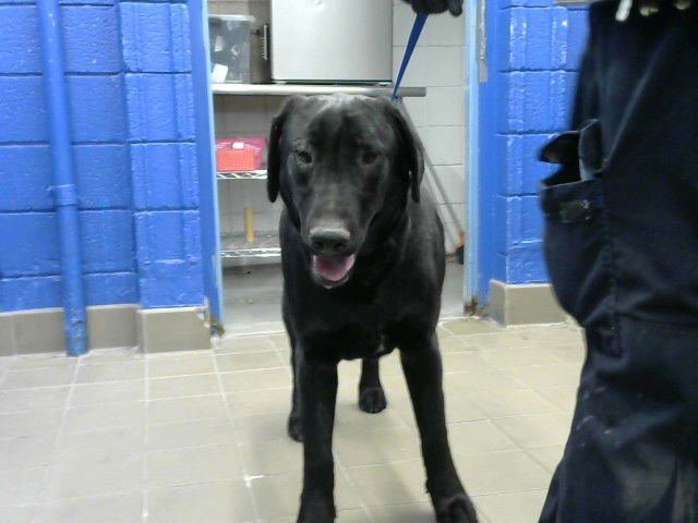 BEAU - Labrador Retriever / German Shepherd Dog available for adoption